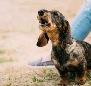 Descubra as razões para os latidos em excesso do seu cachorrinho