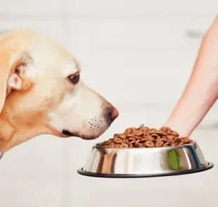 Veja o que você pode fazer para ajudar um cachorro que não quer comer