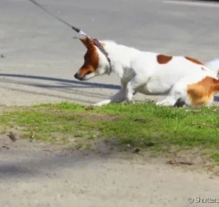 Saiba como ajudar seu cachorro com medo de passear