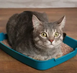 Descubra por que o seu gato está passando tanto tempo na caixa de areia