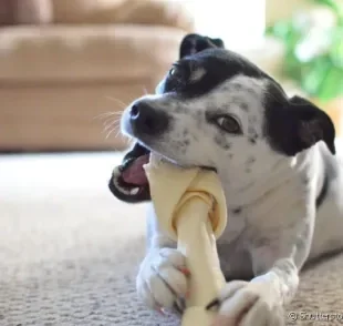 Saiba quais cuidados deve-se ter ao oferecer ossos para os cachorros