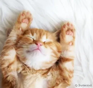 Sabia que os gatos dormem entre 12 e 16 horas por dia?