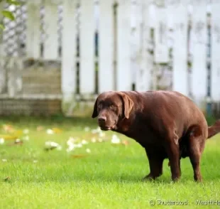 Veja o que pode significar sangue nas fezes do seu cachorro