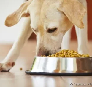 Saiba tudo sobre a alimentação do seu cachorro