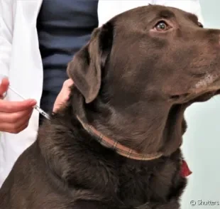 A vacina para cachorro é essencial para proteger o seu amigo