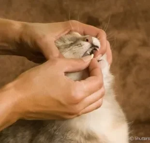 Veja dicas de como dar vermífugo para gatos