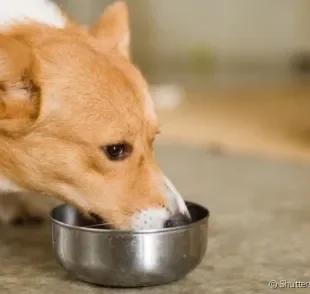 Veja as vantagens e desvantagens de oferecer alimentação natural ao seu cachorro