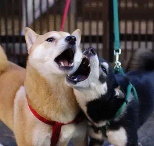 Aprenda qual é a forma mais segura de separar uma briga de cachorros