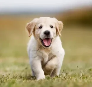 Descubra tudo sobre a adaptação e o dia a dia dos filhotes de cachorro