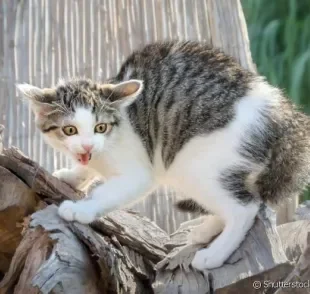 O motivo por que gato tem medo de pepino tem a ver com a semelhança com cobras
