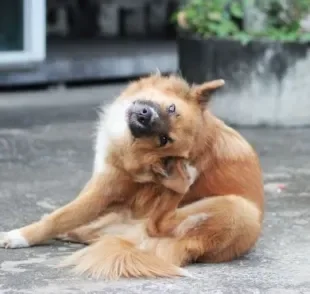 Descubra quais são as diferentes razões para o coça coça na orelha dos cachorros