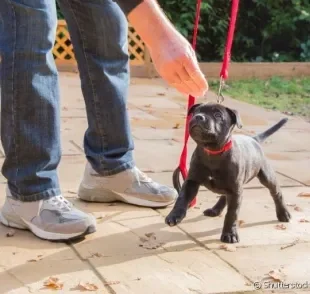 O adestramento de cães pode ser feito em qualquer idade, mas tem resultados mais rápido em filhotes.