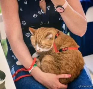 Adotar gatinhos é uma boa ideia, mas há diferença entre receber um filhote e um animal adulto em casa. Saiba mais sobre elas.