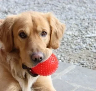 O brinquedo barato e favorito de todos os cachorros: as bolinhas!