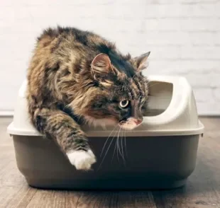 Veja como você pode tornar a rotina do seu gato mais sustentável