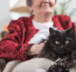 Gatinhos idosos precisam de muita atenção e carinho.