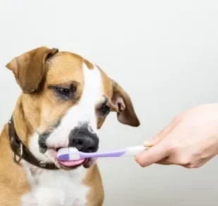 Descubra como tratar e evitar o tártaro nos dentes do cachorro