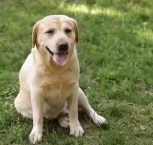 A displasia coxofemoral em cães é uma doença que atinge, principalmente, animais de porte grande: conheça mais sobre ela aqui