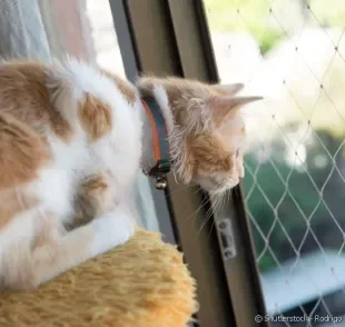 A tela de proteção para gatos é fundamental para garantir a segurança do seu pet.