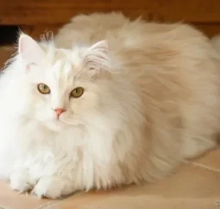 Ragdoll é uma das raças de gatos peludos