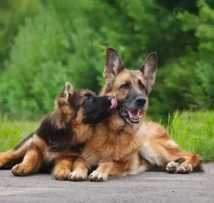 Descubra qual é a melhor forma de identificar em qual fase da vida o seu cachorro está