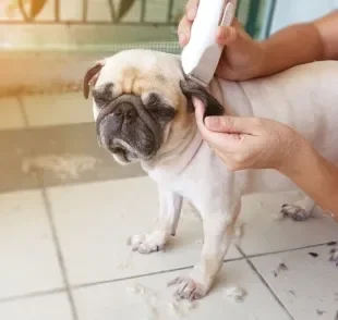 Descubra se vale a pena comprar uma máquina e tosar o seu cachorro em casa