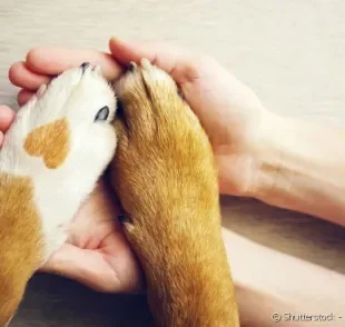 Três "mães de pet" falam como superaram esse momento