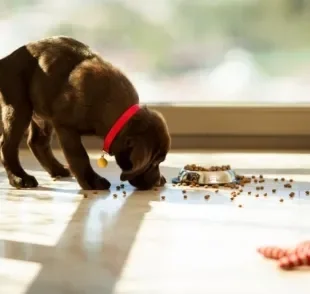 Descubra qual é a melhor forma de oferecer a ração para seus cachorros filhotes ou idosos