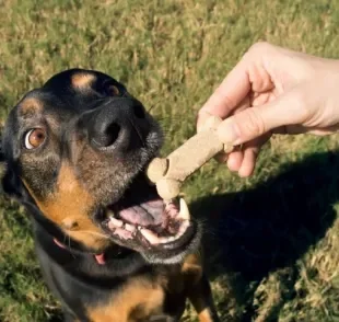 A verdade é que os cachorros amam petiscos. Descubra a melhor forma de oferecer esses alimentos ao seu cãozinho!