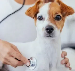 Vale a pena contratar um plano de saúde para cachorro? Veja as vantagens desse tipo de serviço!