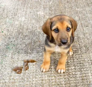 Descubra as razões por trás da prática e como ajudar o seu cachorro a parar de comer cocô