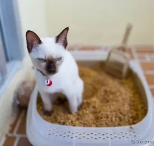 Entenda porque os gatos escondem as fezes