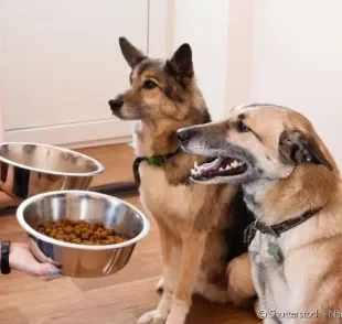 A ração seca pode ficar mais tempo exposta nos potes dos animais, mas pode não ser ideal para cães mais duros.