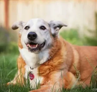 O cachorro idoso precisa de adaptações nos cuidados e as vitaminas, certamente, entram na lista