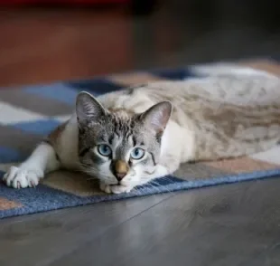 Manter o gato dentro de casa contribui para que ele viva uma vida mais longa e tranquila ao seu lado!