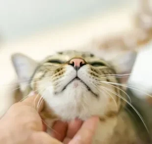 O carinho no queixo é uma das principais formas de procurar a acne felina no seu gato