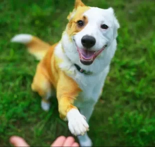 Adestramento de cães: você mesmo pode ensinar o seu cachorro os comandos básicos. Veja como!