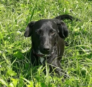 Que tal abrir seu coração para adotar um cachorro vira-lata? 