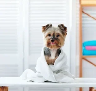 Banho seco é a melhor opção de higienização do animal em dias mais frios!