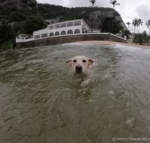  Praia e piscina para cachorro são boas opções de lazer? Dá uma olhada no que esses veterinários falaram sobre isso! 