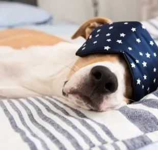 Cachorro dormindo na cama: descubra os prós e os contra da companhia do seu amigo