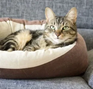 Cama para gato: saiba como escolher a ideal para o seu felino!