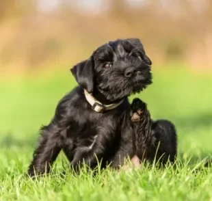 Como tirar carrapato de cachorro: descubra as melhores formas de acabar com o problema na sua casa