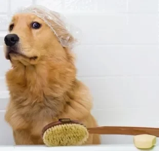 Cachorro medroso: descubra como você pode fazer para naturalizar a hora do banho para o seu amigo!