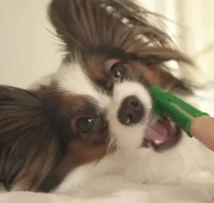 Como escovar os dentes do cachorro? Separamos algumas dicas e passos que vão te ajudar nessa tarefa!