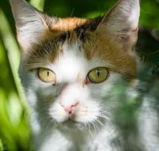 Conjuntivite felina pode ser muito comum. Conheça as causas do problema e saiba como prevenir esse incômodo no seu gatinho!