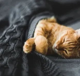 Dormir com o gato é uma atividade cheia de vantagens para vocês dois: dá uma olhada!