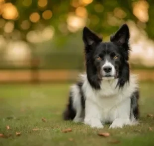  A diabetes em cães é uma doença perigosa, mas que pode ser controlada 