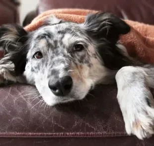 Dirofilariose Canina ou Verme do Coração: a doença pode ser fatal para os caninos. A prevenção é essencial!