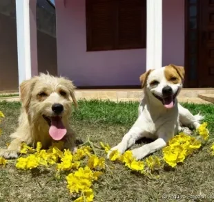 O Barney (esquerda) copia tudo o que o Fred (direita) faz. Conheça essa e outras histórias e veja como os filhotes de cachorro têm os irmãos mais velhos como exemplo para tudo!